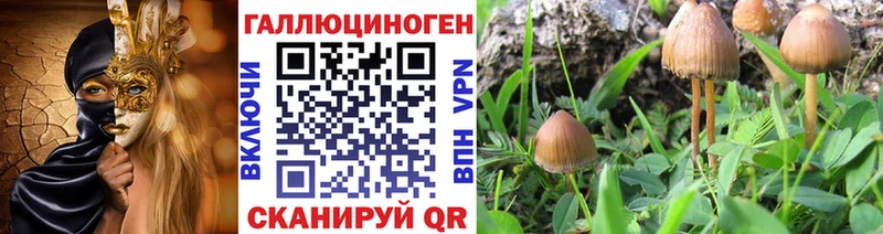Галлюциногенные грибы Psilocybe  Алексеевка 